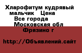 Хларофитум кудрявый мальчик › Цена ­ 30 - Все города  »    . Московская обл.,Фрязино г.